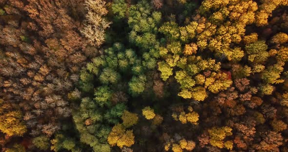Aerial Top View of Autumn Trees in Forest Background, Caucasus, Russia. Coniferous and Deciduous alt