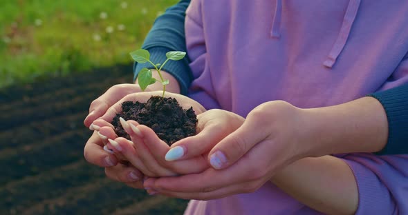 Man and Woman are Holding Small Plant in Hands Save and Care Closeup View  Prores alt