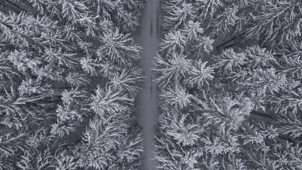 Winter Forest Snow Carpathian Top Down View on Pine Trees Aerial  Drone Video alt