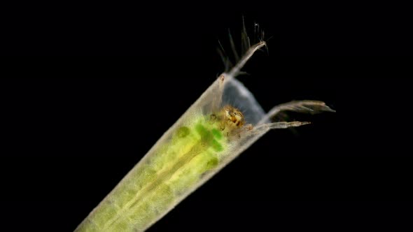 Trichoptera Larva Under a Microscope Family Leptoceridae alt