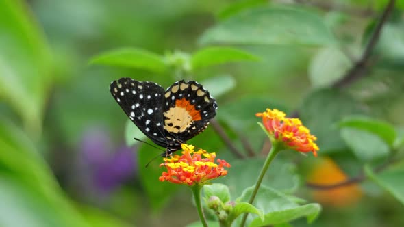 Orange and Black Dottet Tropical Butterfly Flapping its Wings Slow Motion