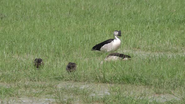 African comb ducks and red billed teal ducks  alt