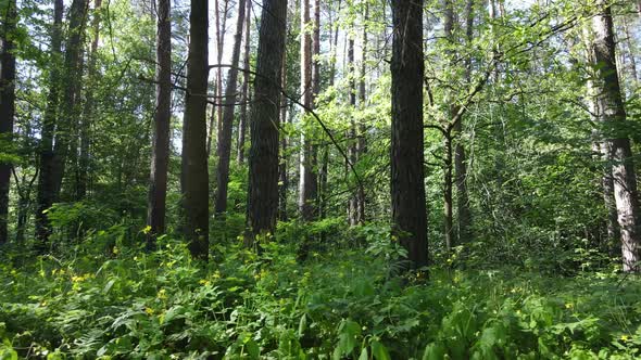 Trees in the Forest By Summer Day alt