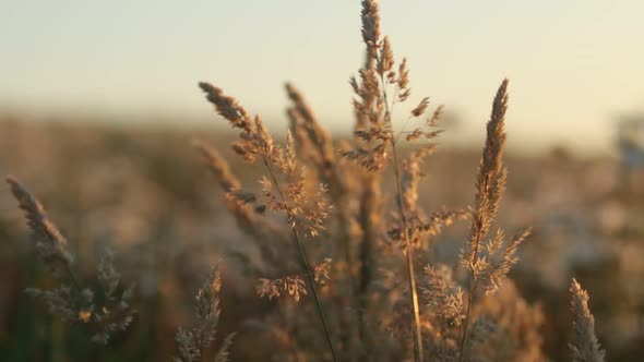 Grass Fronds Against Sunset In Wind