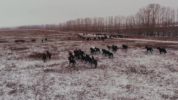 Aerial View of Horses Running on the Field in Winter