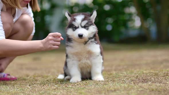 Asian Women Playing With Siberian Husky Puppy In The Park By Lufi Morgan