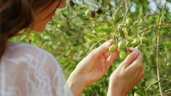 Woman examining olives in farm 4k alt