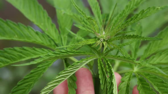 Woman hand checking fresh green cannabis leaves alt