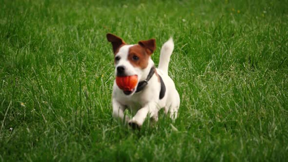 Cute Beagle puppy 3 months brings happy over the meadow with a red ball in slow motion
