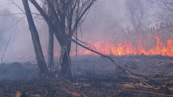 Fire in the Forest. Burning Dry Grass, Trees and Reeds. Wildfire. Slow Motion. alt