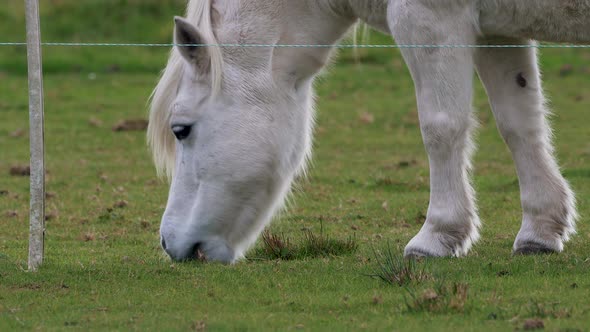 White Pony Eating Grass On The Ranch. - close up shot alt