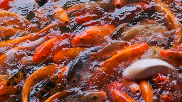 Goldfish Carp Koi in a Pond