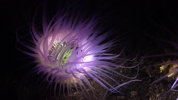 Vivid purple sea anemone illuminated by light during a night dive alt