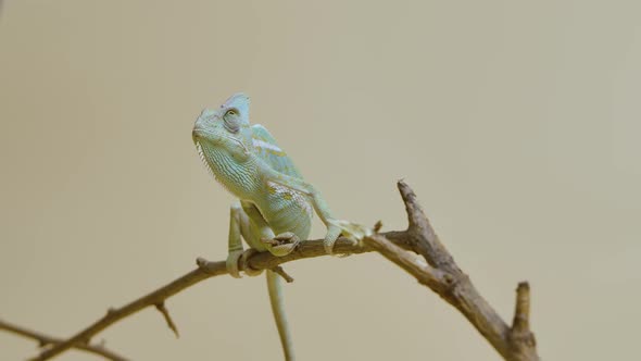 Colorful Chameleon Sits on Branch and Looks Around on Beige Background alt