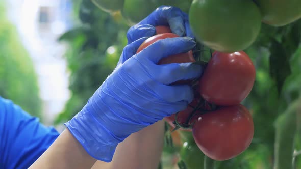 Person Collects Tomatoes From Branch in Glasshouse. alt