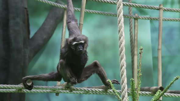 Gibbon Monkey Resting on the Ropes.