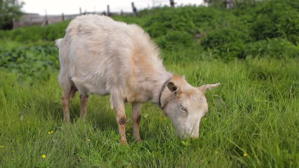 Goat Grazes on a Green Meadow on Bright Sunny Day