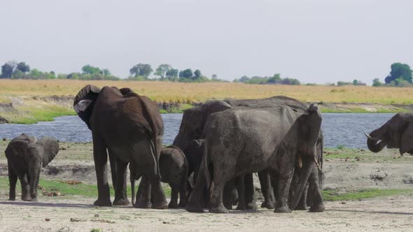 A herd of beautiful African Elephants by the Chobe river in Africa - close up alt