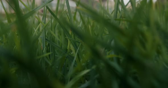 Camera Moves Through Green Grass on Park Touching and Moving Blades of ...