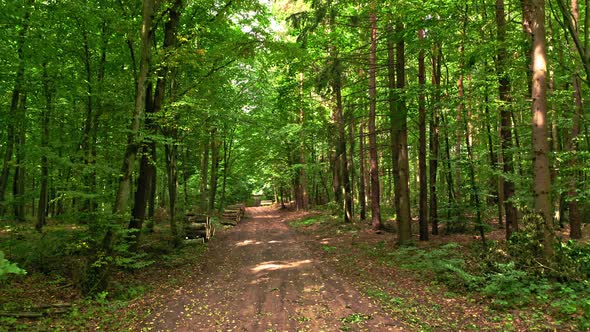 Summer forest and leafy footpath in Poland alt