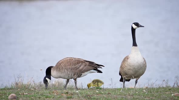 Canada Geese couple with newly hatched gosling alt