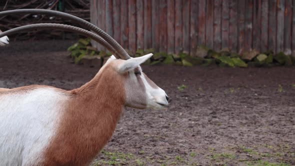 Close-up of an antelope with large long horns