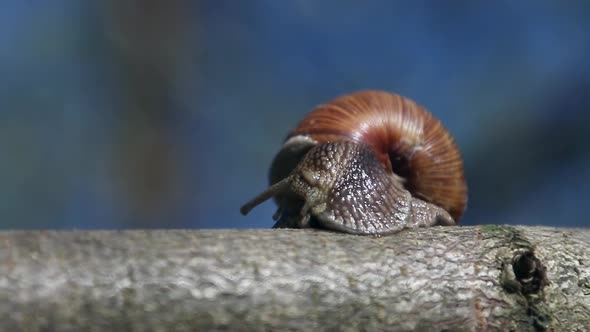 Grape Snail, Europe's Largest Snail Crawls