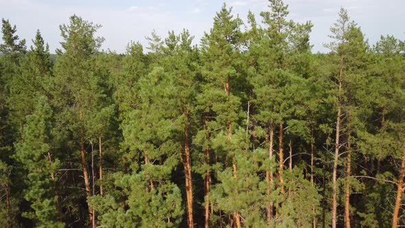 Aerial View of the Coniferous Forest