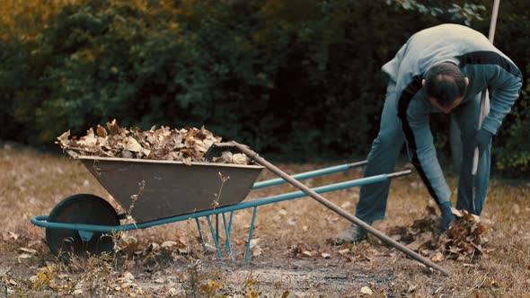 Garden Worker Raking Dry Leaves in the Garden with a Rake in Cold Weather alt