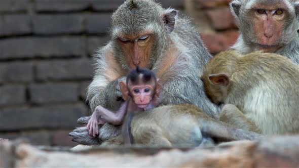 A group of monkey families gathering around an ancient ruin on a hot afternoon in South East Asia tr alt