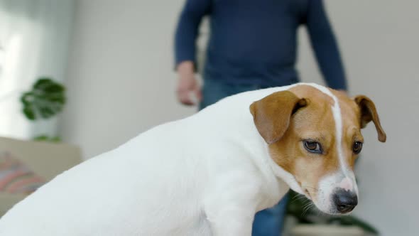 Dog Jack Russell Terrier Is In A Residential Home Around It Moves Camera alt