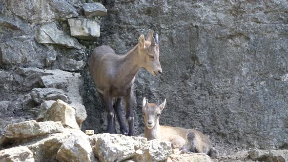 Cute Alpine Ibex Family resting in sunlight in front of rocky cliff face,close up alt