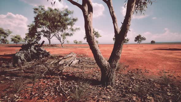 Acacias Trees in the Landscape of Tanzania with Clouds in the Sky alt