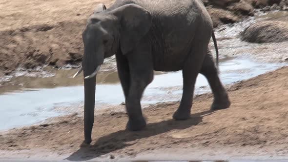 Pair of African Elephants drinking at a watering hole alt