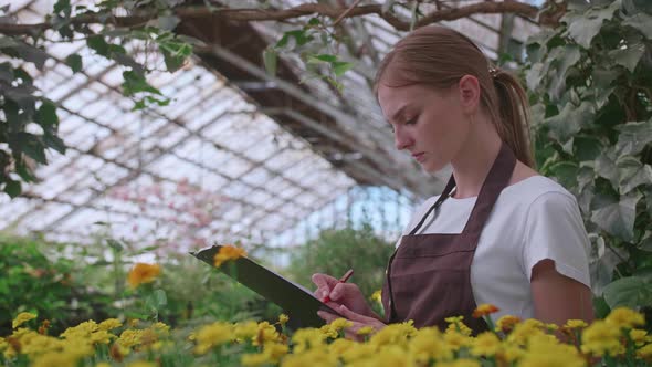 The Girl Inspector in the Apron Checks and Counts the Flowers in the Greenhouse Keeps Their Records