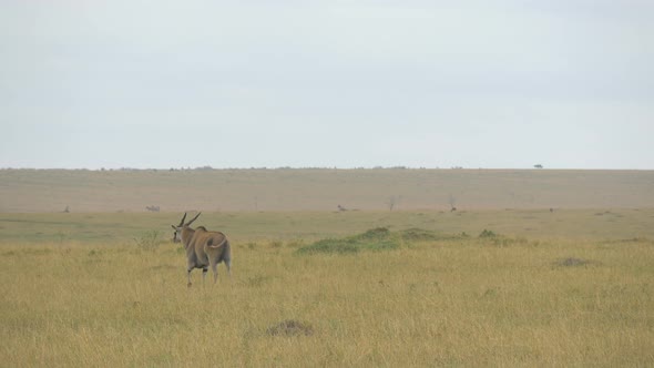 Common eland walking alt