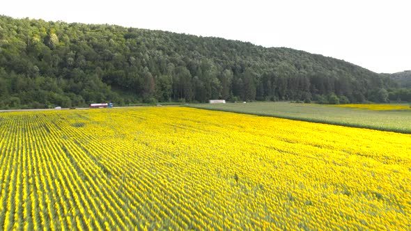 Aerial View of Country Road with Truck and Cars Near Sunflower Field alt