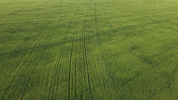 Horizontal Wide Angle Aerial Drone View of a Green Wheat Field alt