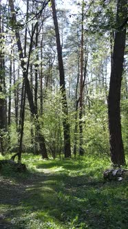 Vertical Video of Green Forest During the Day alt