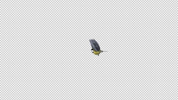 Yellow Tit Bird - Flying Around - Transparent Loop