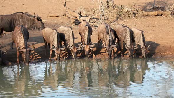 Blue Wildebeest Drinking Water - South Africa alt