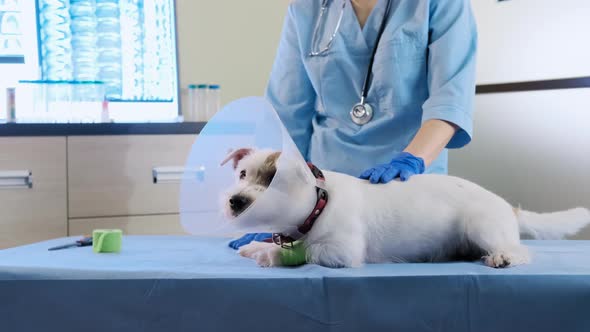 Female Veterinarian Puts on a Jack Russell Dog Veterinary Collar in Clinic Health Care alt