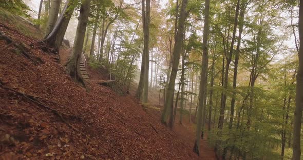 Walking Outdoor Under Trees in Woods Forest in Bad Weather Overcast Day alt