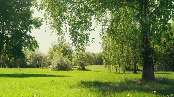 Green Meadow in Summer Garden