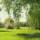 Green Meadow in Summer Garden - VideoHive Item for Sale