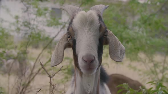 Portrait of Goat Looking at Camera alt