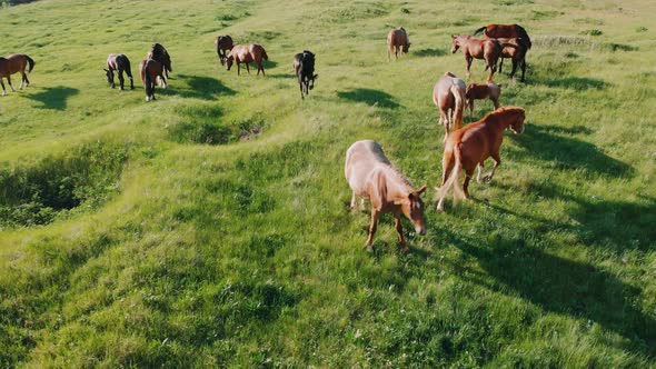 Aerial View of Horses in Summer Pasture. Herd of Horses in a Meadow. Horses Graze Beautiful Land alt