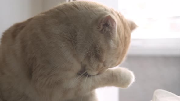 Cute Red Scottish Fold Cat Sitting on Windowsill and Licks alt