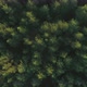 Top Down Aerial View of Green Forest at Sunrise - VideoHive Item for Sale