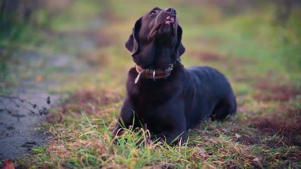 A brown labrador lies on a country road in an autumn evening alt